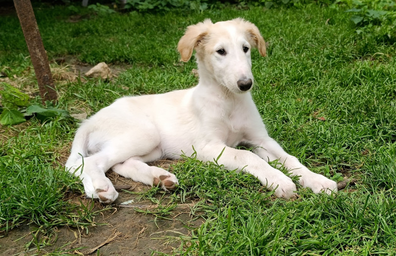 Barzoi - Adorables chiots Barzoi