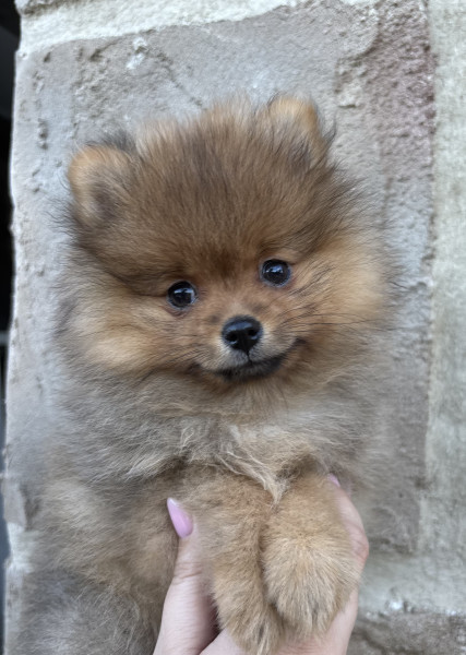 Spitz allemand - Spitz nain Poméranian - Comtesse de Pemberley