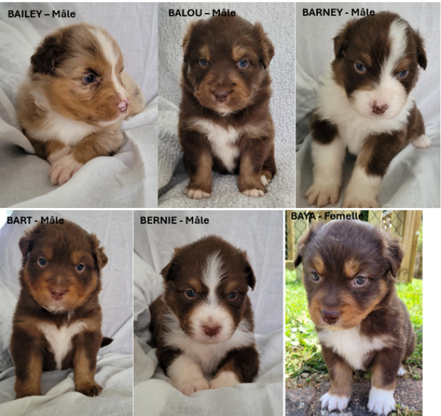 Berger Australien - Chiots Bergers Australiens LOF Rouge tricolore et Merle rouge - A RESERVER