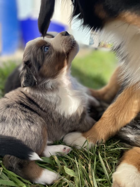 Berger Américain Miniature  - Chiot berger américain miniature