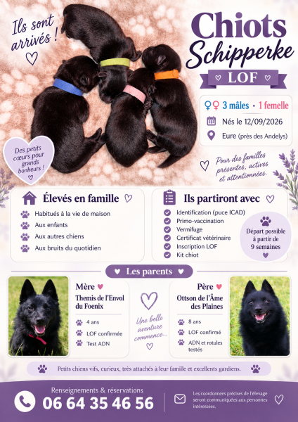 Chiot Schipperke