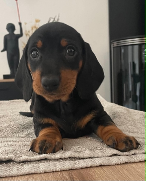 Teckel poil ras - Chiots teckels poil ras standards  LOF