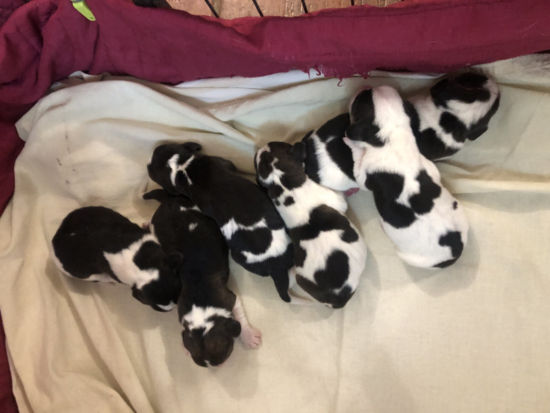 Chiot Beagle