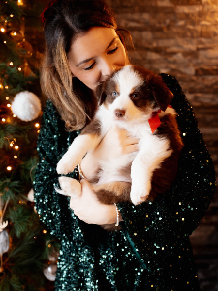 Berger Australien - Chiots berger austrailen