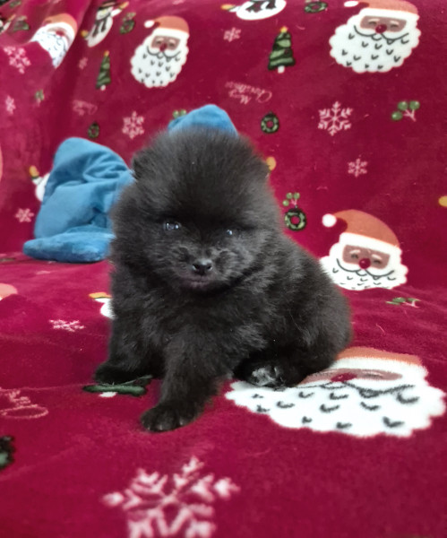 Spitz allemand - 2 magnifiques bébés spitz nain à réserver