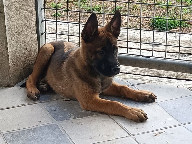 Berger Belge - Chiot berger belge malinoise