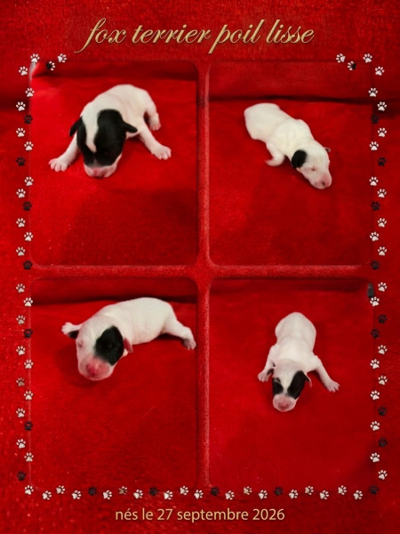 Chiot Fox Terrier Poil lisse