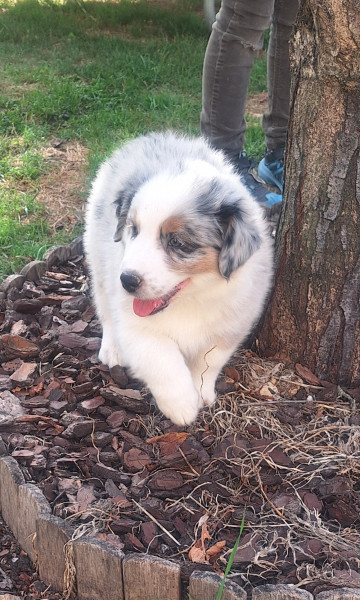 Berger Australien - Chiots bergers australiens