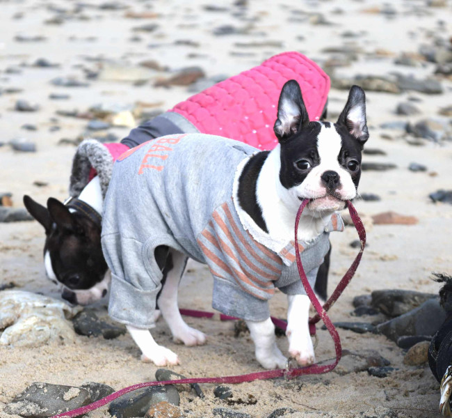 Boston Terrier - Magnifiques chiots Boston Terrier LOF