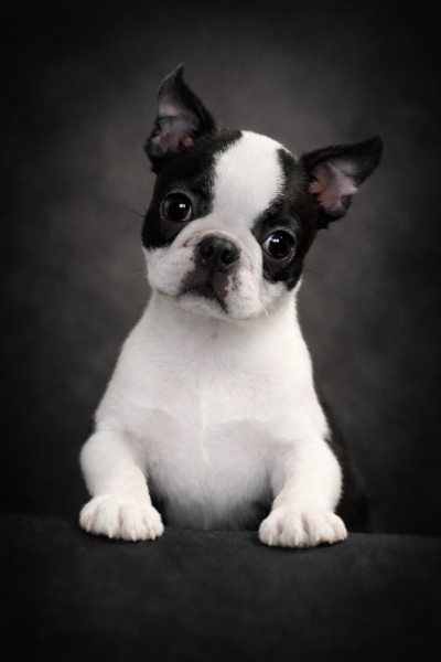Boston Terrier - Magnifiques chiots Boston Terrier LOF