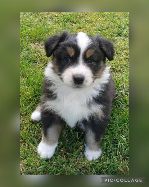 Berger Australien - Chiots LOF bergers australiens