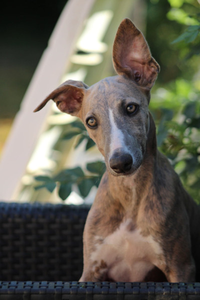 Whippet - Chiot Whippet mâle LOF