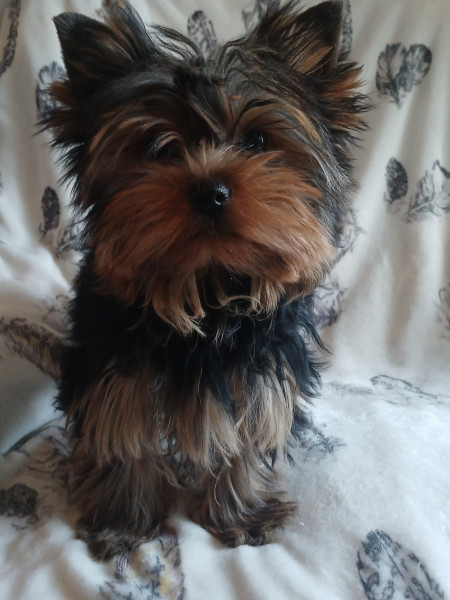 Yorkshire Terrier - Chiot mâle YORKSHIRE