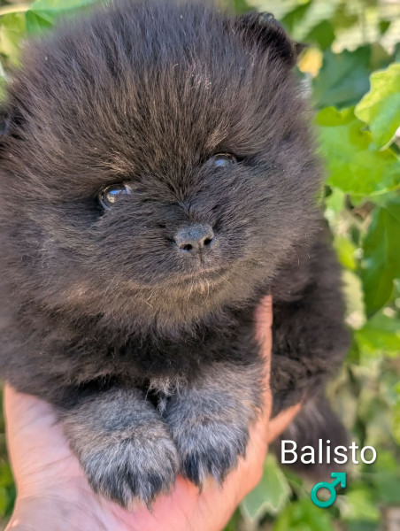Spitz allemand - chiots spitz allemand - un ?illet en Provence