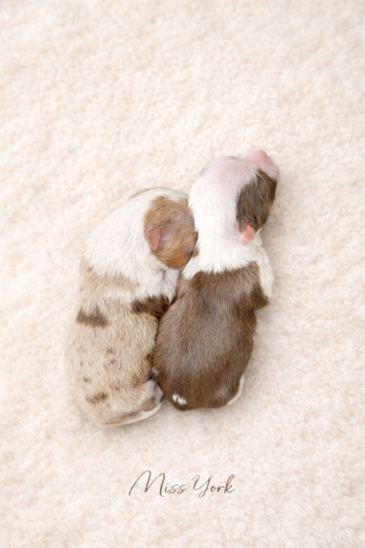 Yorkshire Terrier - Yorkshire colorés rares Biro & Lilas Merle - Miss York