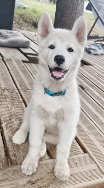 Siberian Husky - Husky lof