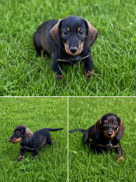 Teckel poil dur - Magnifique chiots nains poil dur - Les petites pattes dAurel