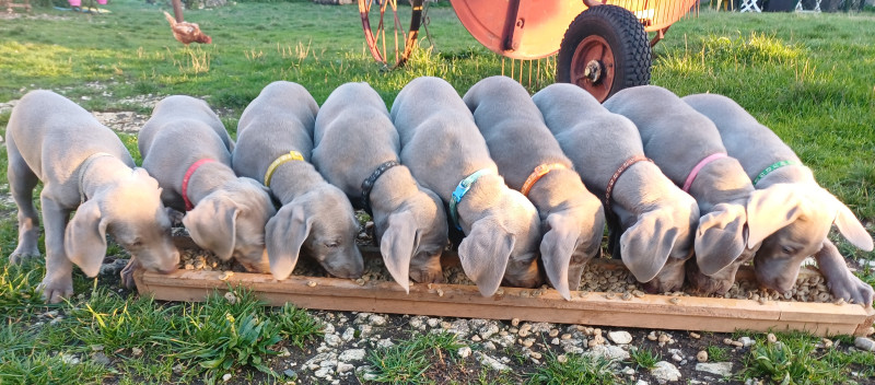 Braque de Weimar - Chiots Braque de Weimar