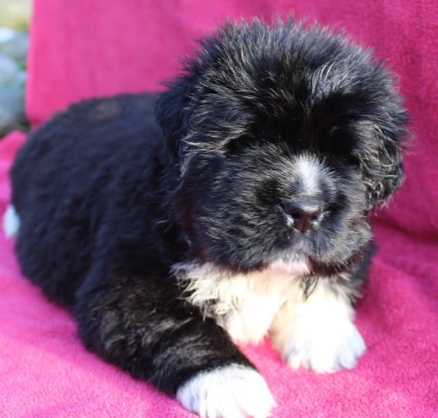 Terre-neuve - Vente des chiots terre neuve