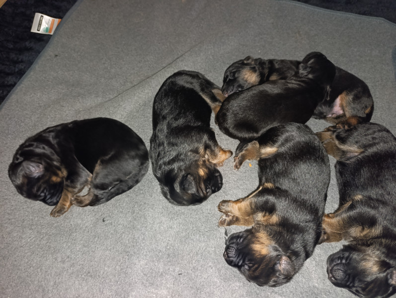 Berger Allemand Poil Long - Chiot lof berger allemand poils longs