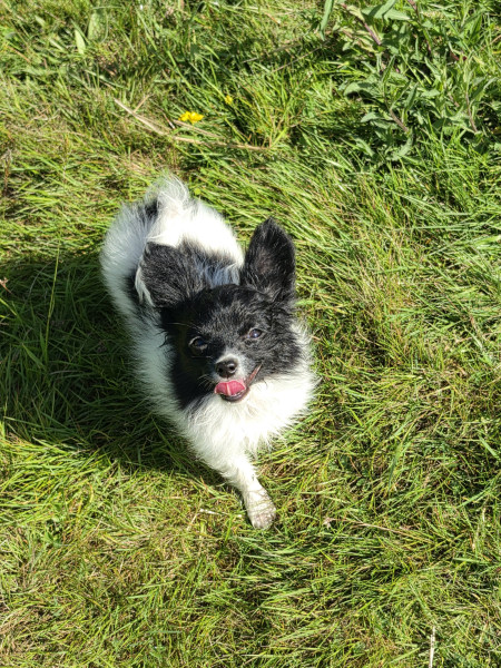 Epagneul nain Continental (Papillon) - Chiot épagneul papillon disponible à la réservation - embrace the moon
