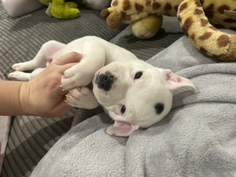 Staffordshire Bull Terrier - Staffordshire bull terrier - la tribu des cent