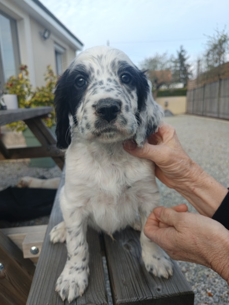 Setter Anglais - Chiots Setter Anglais