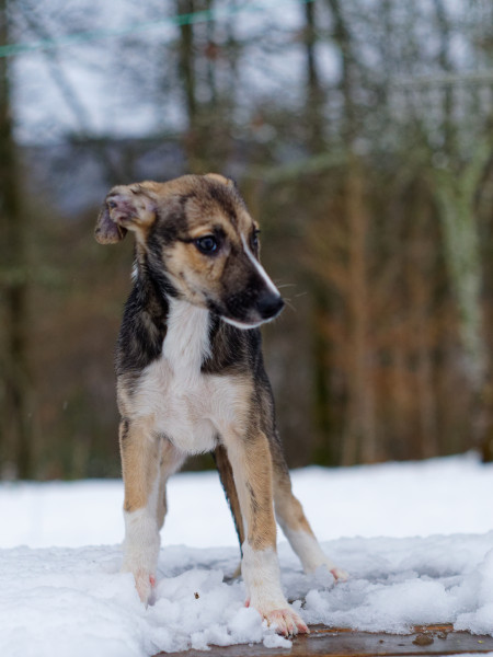 Border Collie - Border collie