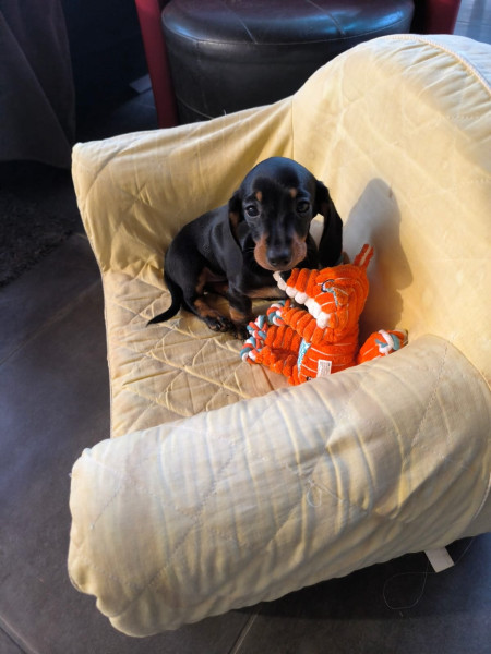 Teckel poil ras - Chiot teckel nain LOF