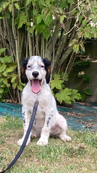 Setter Anglais - Chiot Setter Anglais LOF
