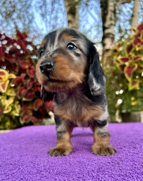 Teckel poil long - Chiots Teckels nains poils longs LOF - Des Divins de Bourgogne