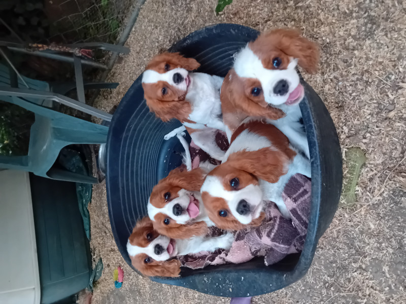 Cavalier King Charles Spaniel - 3 femelles , 2 mâles Blenheim Cav.king charles
