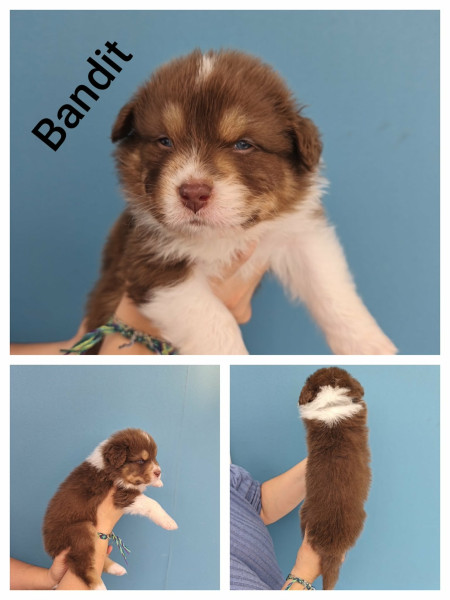 Berger Australien - chiot berger australien