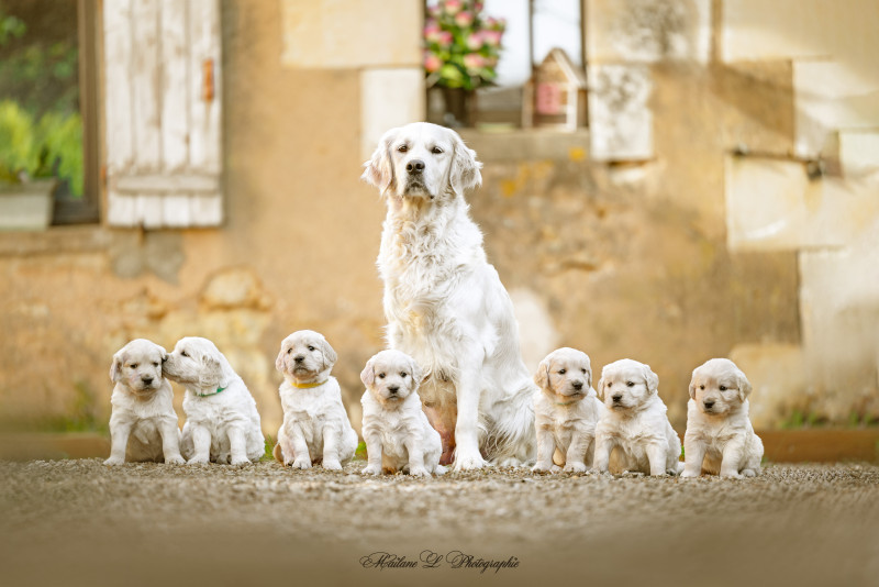 Golden Retriever - A réserver chiots golden retriever mâles LOF