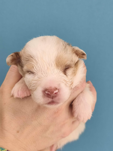 Berger Australien - chiot berger australien