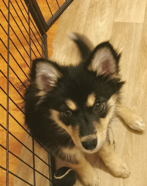 Chien finnois de Laponie - Chiot finnois laponie lof - La Vallée d'Ostara