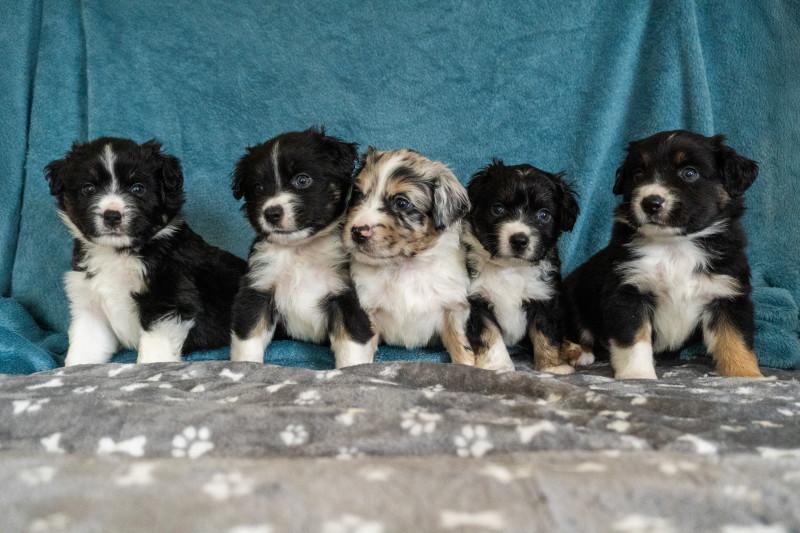 Chiot Berger Américain Miniature