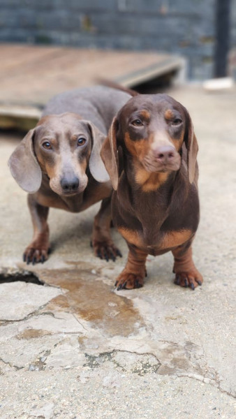 Teckel poil ras - chiot teckel poils ras