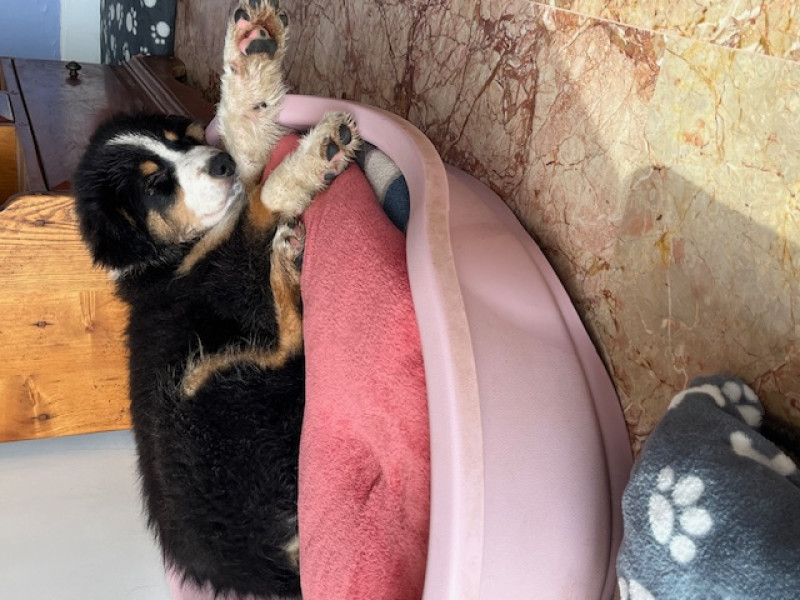 Berger Australien - Vente chiots Bergers Australiens LOF