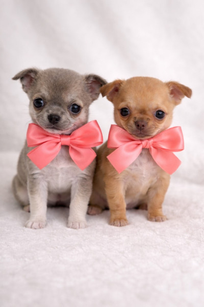 Chihuahua - Chihuahua poil court