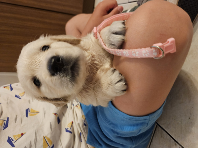 Golden Retriever - Golde?n retriever  lof