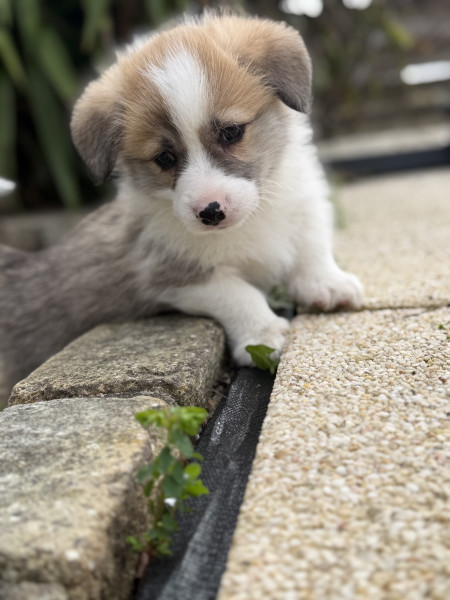 Welsh Corgi Pembroke - À réserver chiots Welsh corgi Pembroke