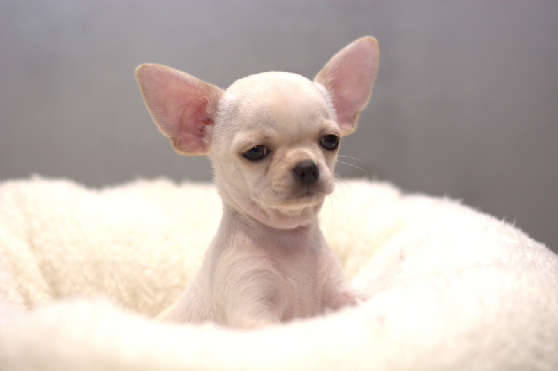 Chihuahua - Chiot Chihuahua LOF - Domaine de Céléste