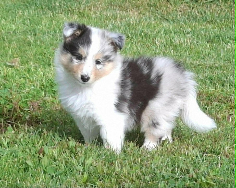 Shetland Sheepdog - chiots berger shetland