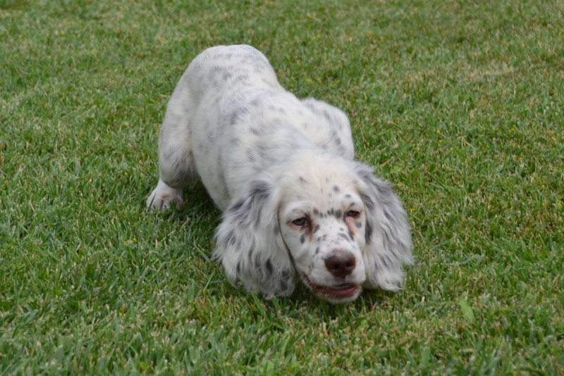 Setter Anglais - Chiots Setter Anglais LOF