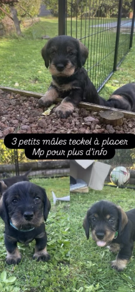 Teckel poil dur - Dispo 6 avril Teckel standard poil dur LOF