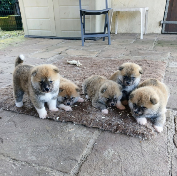 Akita - Chiots Akita-Inu - ISEGUMO KENSHA