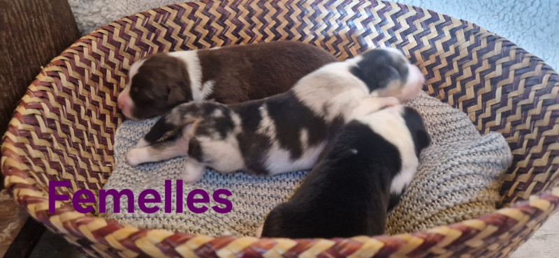 Chiot Berger Australien