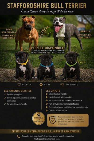 Staffordshire Bull Terrier - 3 petits mâles Staffordshire Bull Terrier LOF recherchent leur future famille