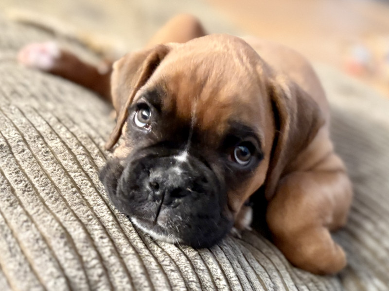 Chiot Boxer